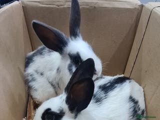 New Zealand rabbits New Zealand Black - Advert 1