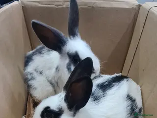 New Zealand rabbits New Zealand Black - Advert 11