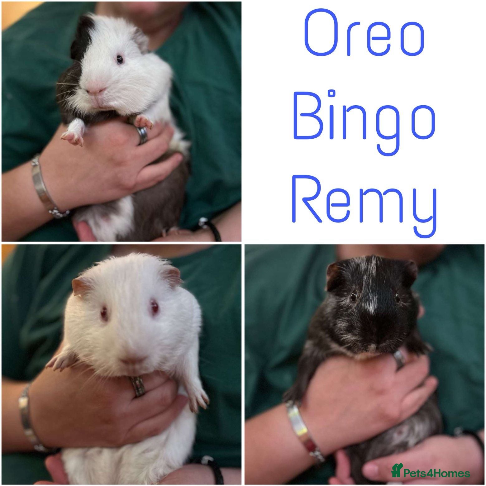 Guinea Pig rodents Trio of male Guinea Pigs & full setup! - Advert 10