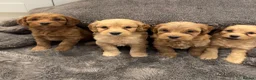 Cockapoo dogs for sale: Stunning Cockapoo puppies  - Advert 16