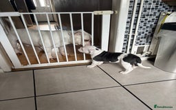 Olde English Bulldogge dogs for sale: Last 2 baby girls left  - Image 33