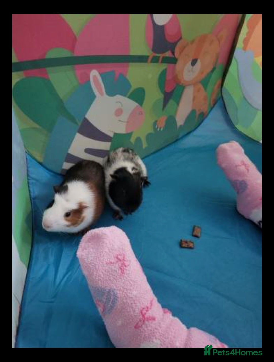 Guinea Pig rodents guinea pigs and full set up  - Advert 2