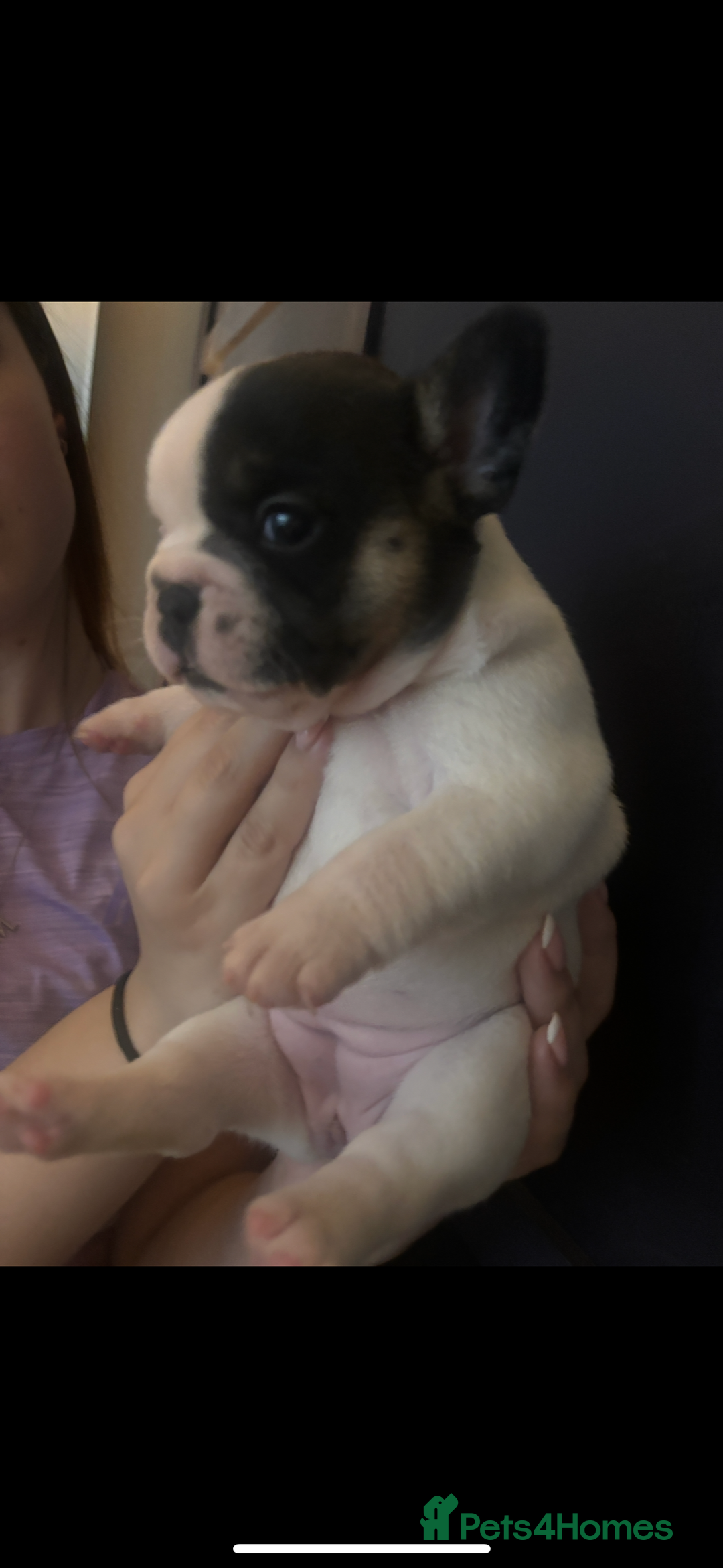 French Bulldog dogs for sale: Beautiful chunky Frenchie pups - Image 10