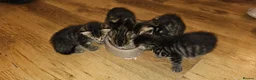 British Shorthair cats for sale: 5 male tabby kittens  - Advert 11