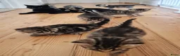 Mixed Breed cats for sale: Seven Tabbies from our Lucky Black Cat - Advert 16
