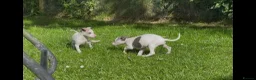 Whippet dogs for sale: Whippet puppy’s  in Beaworthy - Advert 17