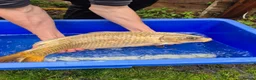 Koi Carp fish for sale: Pond closure - Advert 21