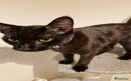 Mixed Breed cats for sale: Midnight  - Image 6