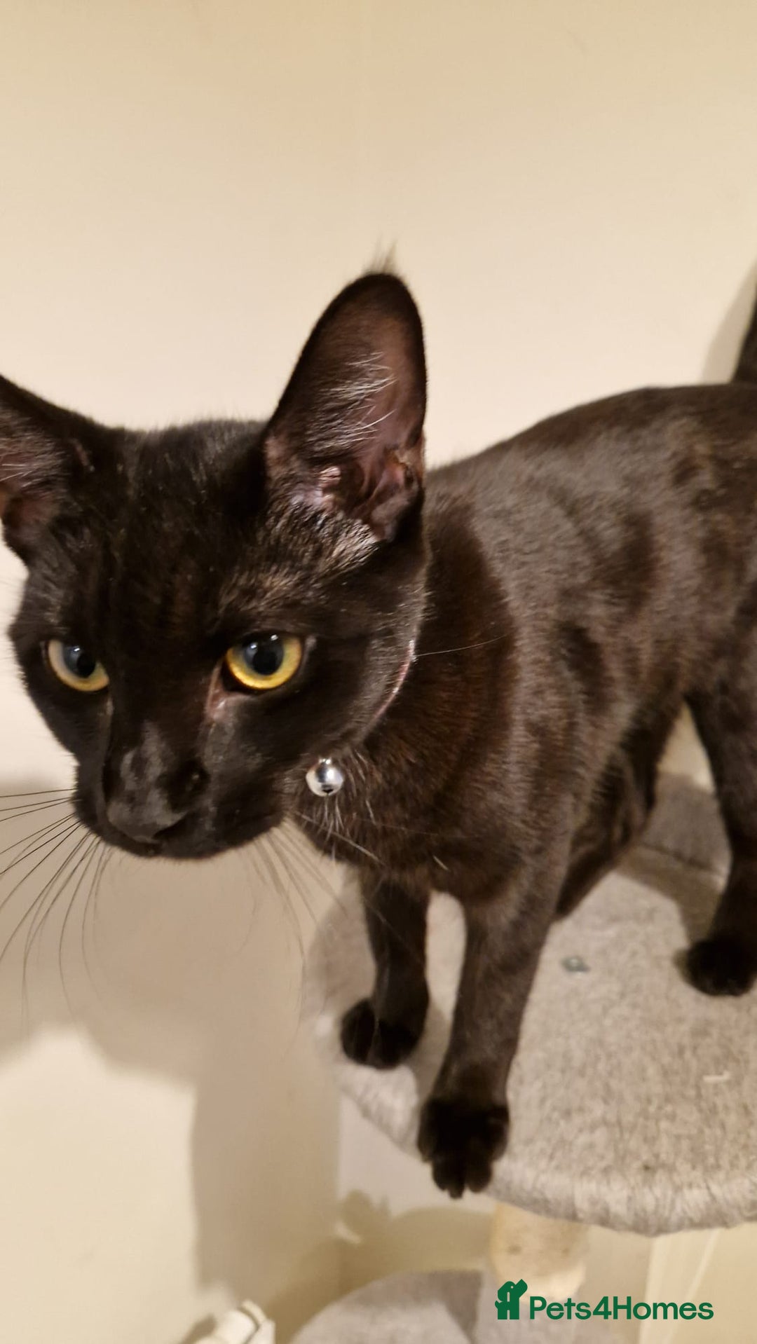 Mixed Breed cats for sale: Midnight  - Image 6