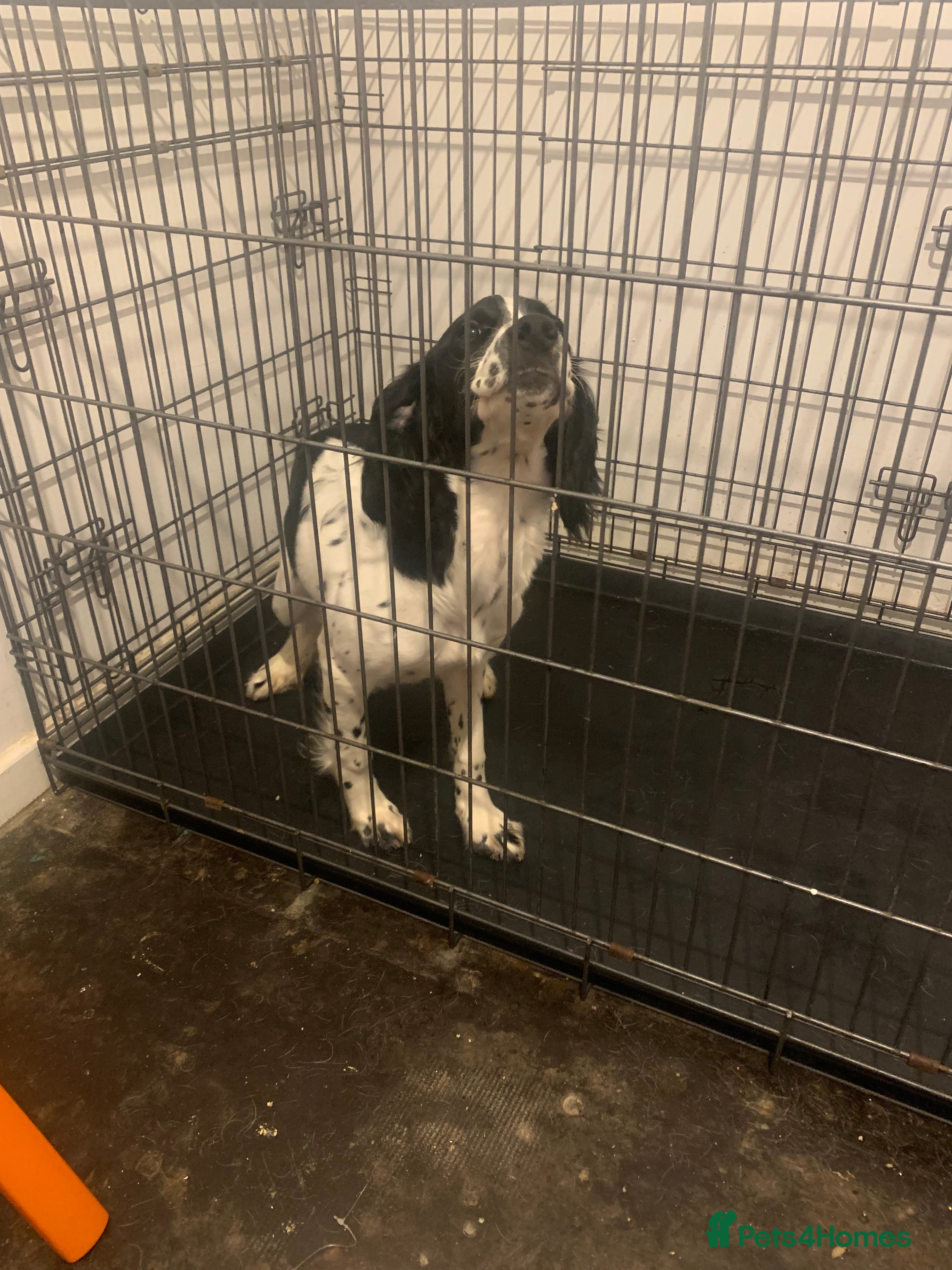 English Springer Spaniel dogs 7 month old springer spaniel  - Advert 16