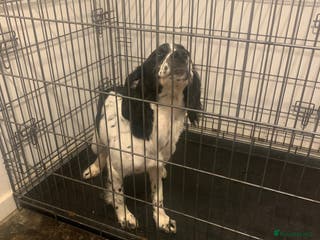 English Springer Spaniel dogs 7 month old springer spaniel - Advert 16