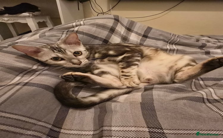 Bengal cats - Advert 2