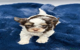 Yorkshire Terrier dogs for sale:  New Litter of Exotic Colourful Yorkshire Terriers - Image 9