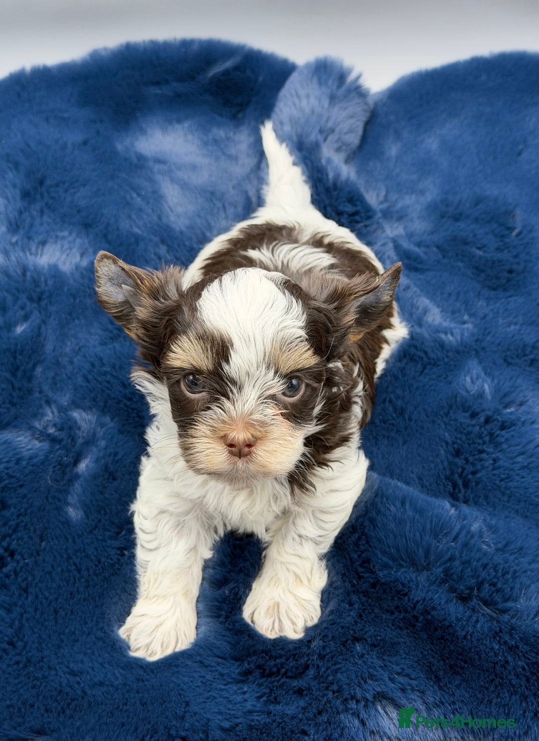 Yorkshire Terrier dogs for sale:  New Litter of Exotic Colourful Yorkshire Terriers - Image 9