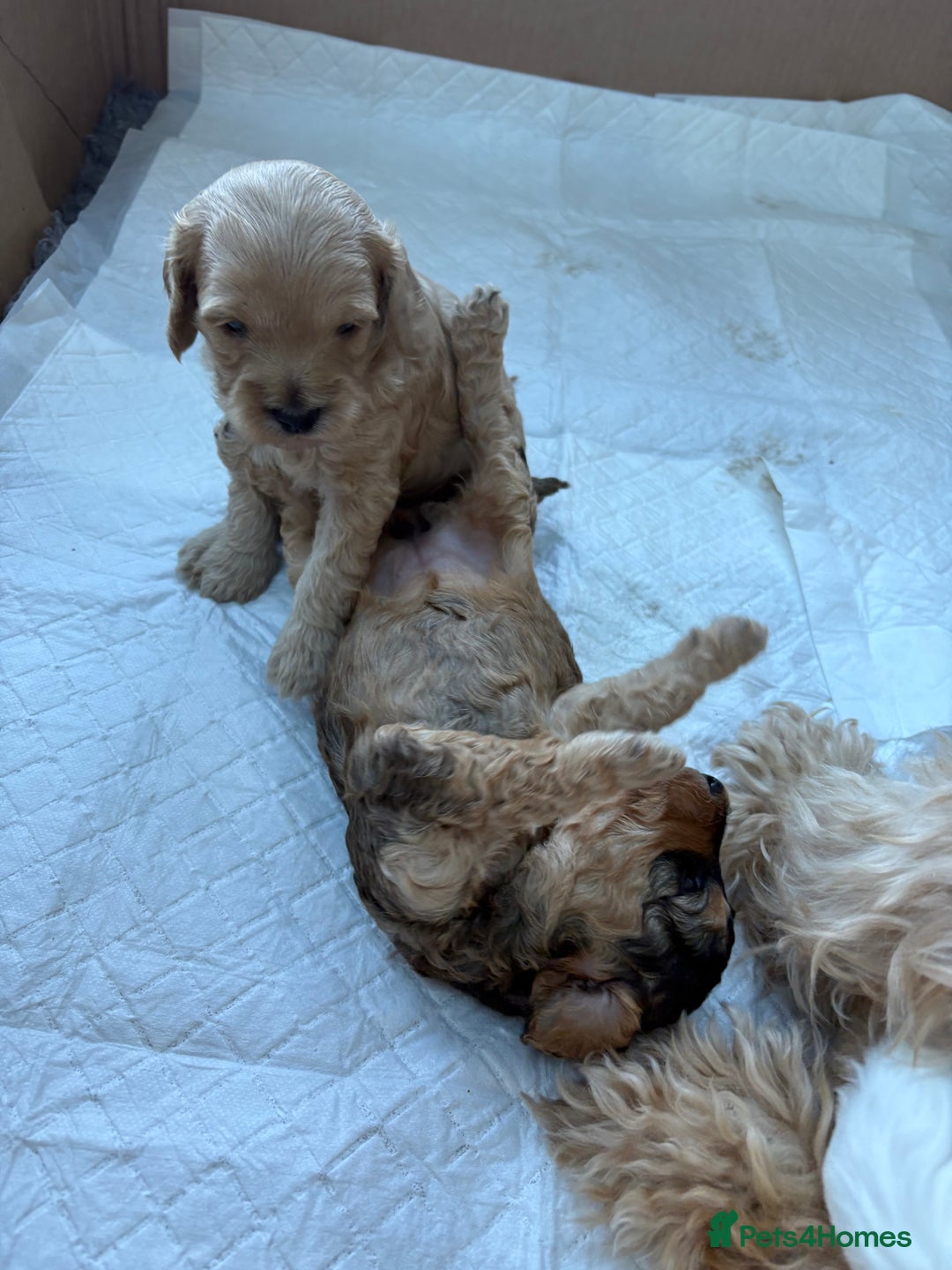 Cockapoo dogs for sale: Cockerpoo puppies for sale  - Advert 24