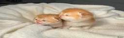 British Shorthair cats for sale: TICA reg ny12 golden kittens  - Advert 2