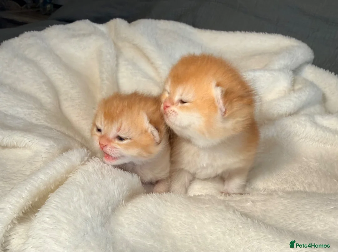British Shorthair cats for sale: TICA reg ny12 golden kittens  - Advert 2