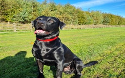 Labrador Retriever dogs for stud: Health tested Labrador retriever proven stud in Kirkliston - Image 6