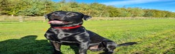 Labrador Retriever dogs for stud: Health tested Labrador retriever proven stud in Kirkliston - Advert 6