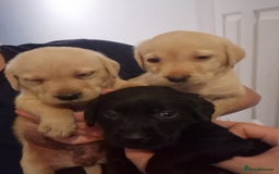 Labrador Retriever dogs for sale: Miss Danielle carter - Image 2