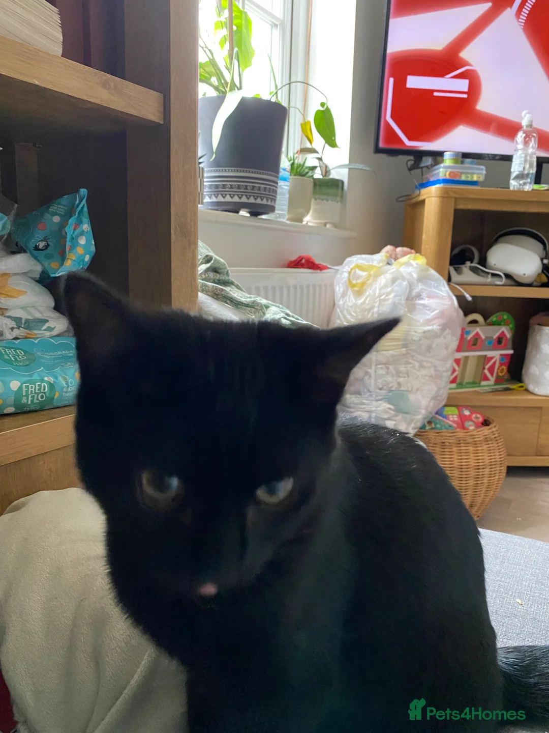 Mixed Breed cats for sale: Kitten  in Ellesmere Port - Advert 2