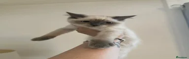Ragdoll 2