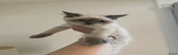 Ragdoll cats for sale: Ragdoll kittens ready now  - Advert 6
