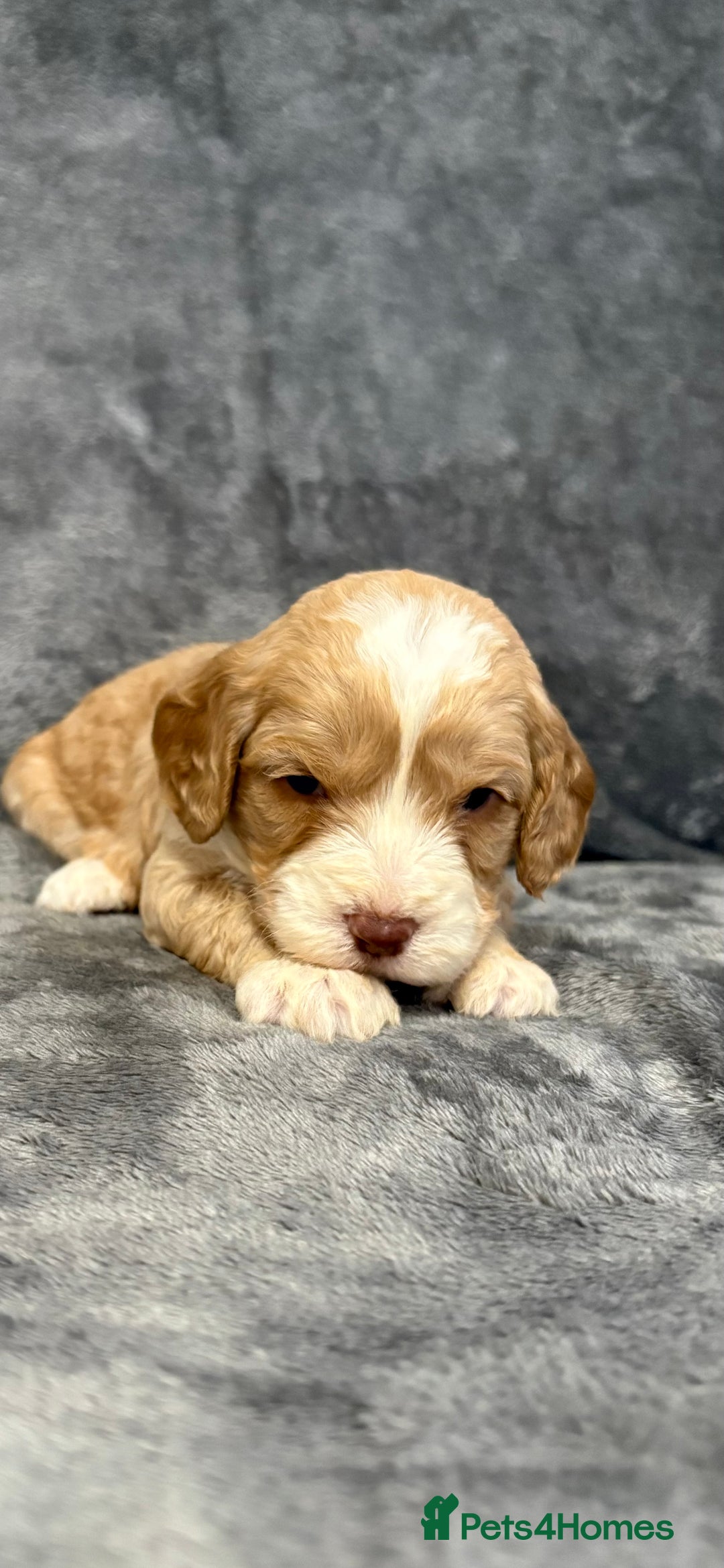 Cockapoo dogs for sale: Cockerpoo puppies from health tested parents.  - Advert 5