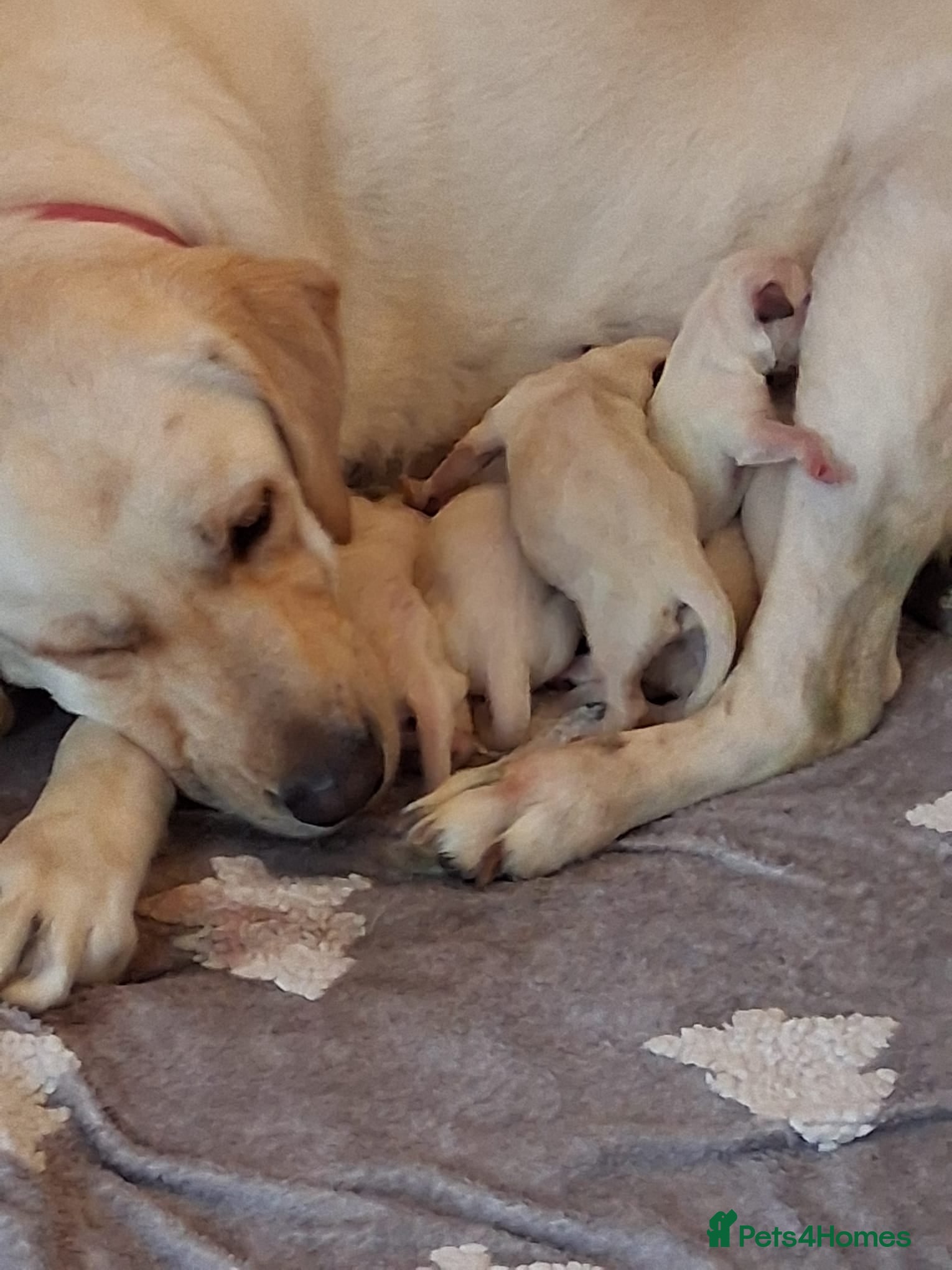 Goldador dogs for sale: Goldador puppies first litter in Bedford - Advert 2