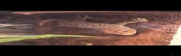 Gecko reptiles for sale: Proven Male Tokay in Normanton - Advert 3