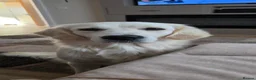 Golden Retriever dogs for sale: Golden Retriever female  in Llanelli - Advert 7