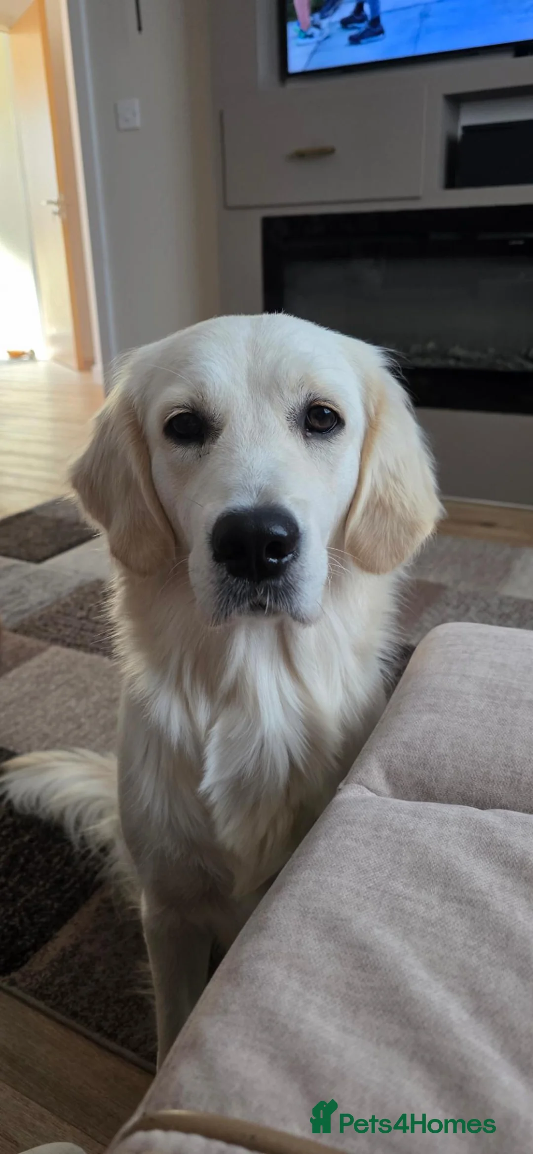 Golden Retriever dogs for sale: Golden Retriever female  in Llanelli - Advert 7
