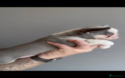 French Bulldog dogs for sale: fully vac Husky Panda Koi Frenchie=last 2ready now - Advert 28