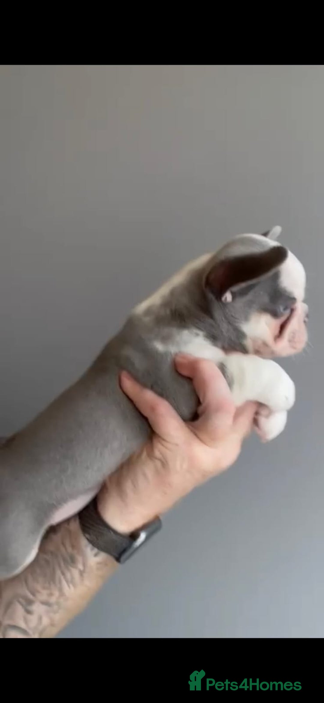 French Bulldog dogs for sale: fully vac Husky Panda Koi Frenchie=last 2ready now - Advert 28