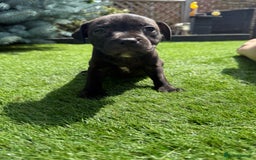 Staffordshire Bull Terrier dogs for sale: Staffordshire bull terrier puppies - Image 8