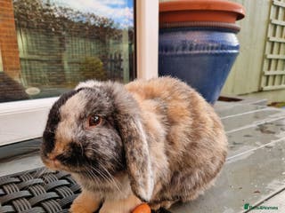 English Lop rabbits 2 male English Lops - Advert 3