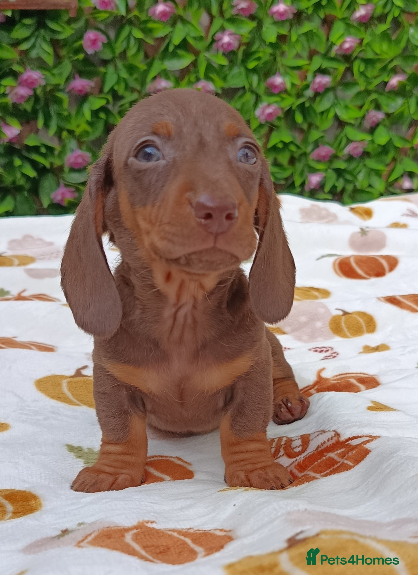 Miniature Dachshund dogs MINI DAXI KC REG PRA CLEAR - Advert 2