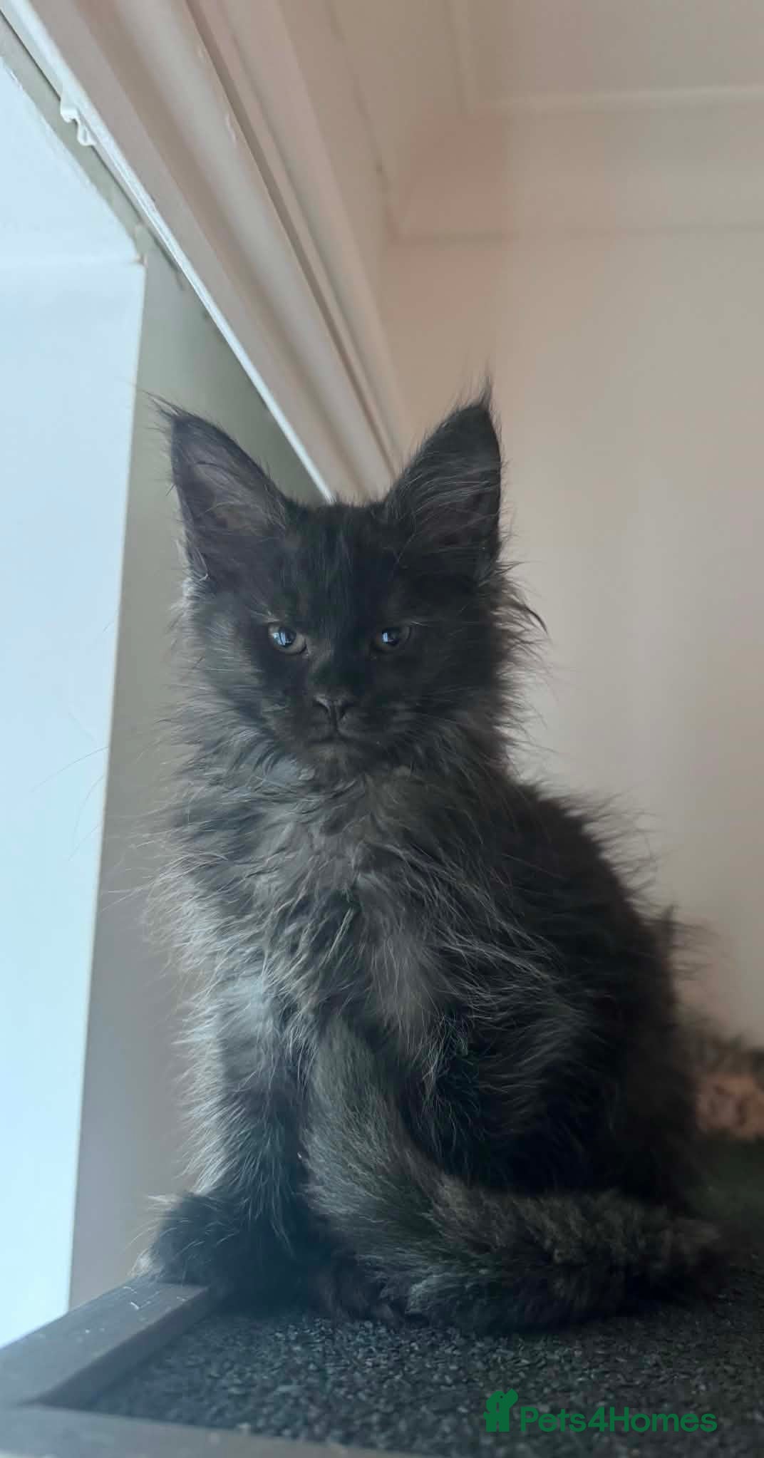 Maine Coon cats Maine Coon active kittens  - Advert 4