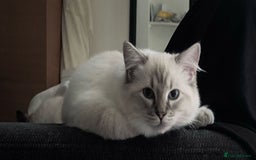 Ragdoll cats for sale: Rehoming this handsome Ragdoll male cross tabby - Image 3