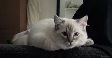 Ragdoll cats - Advert 5