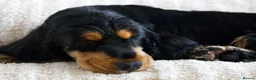 Cocker Spaniel dogs for sale: Unbelievable pure KC reg Show cocker puppies - Advert 9