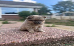 Pomchi dogs for sale: Beautiful tiny Pomchi  - Image 1