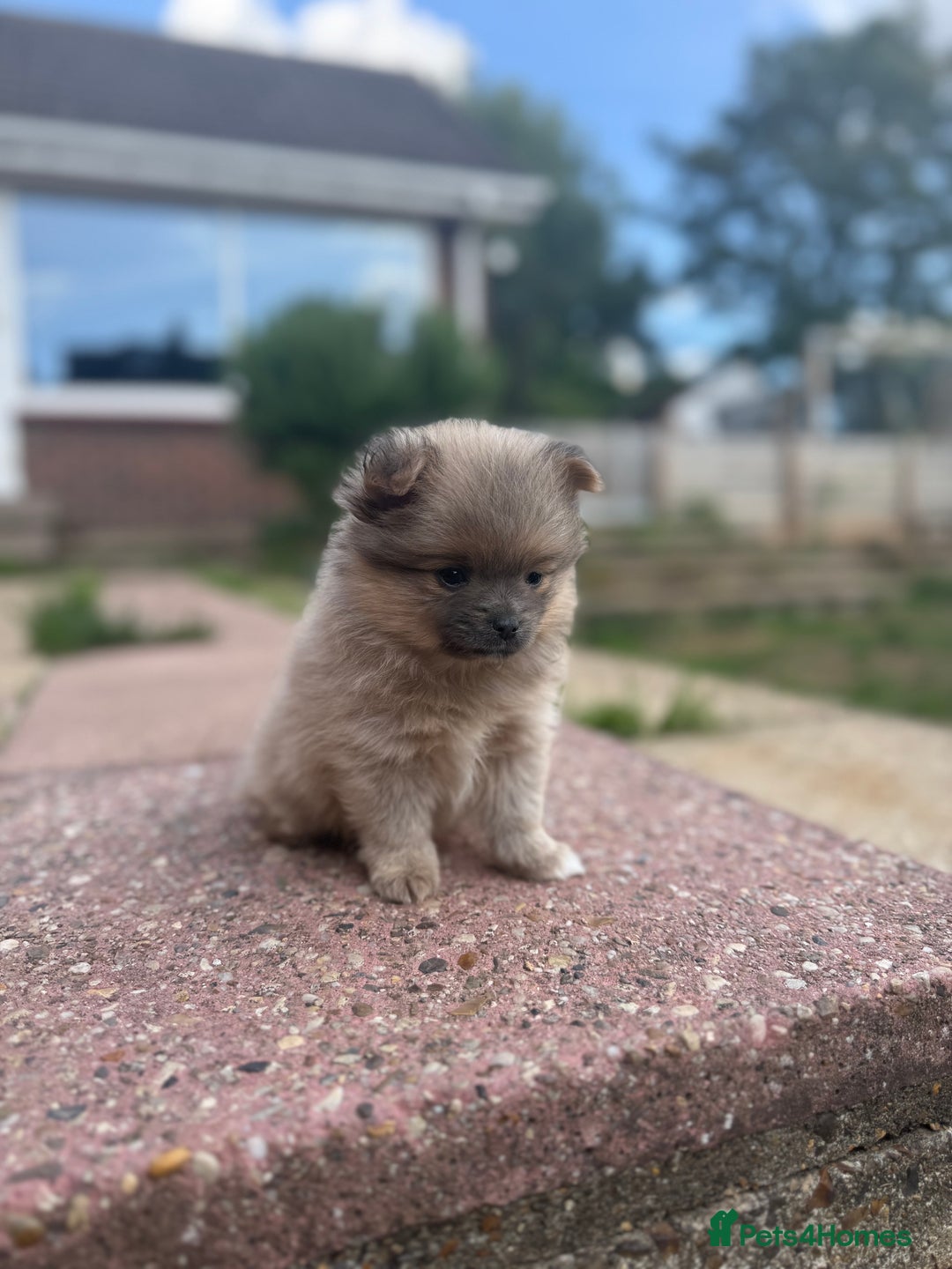 Pomchi dogs for sale: Beautiful tiny Pomchi  - Image 1