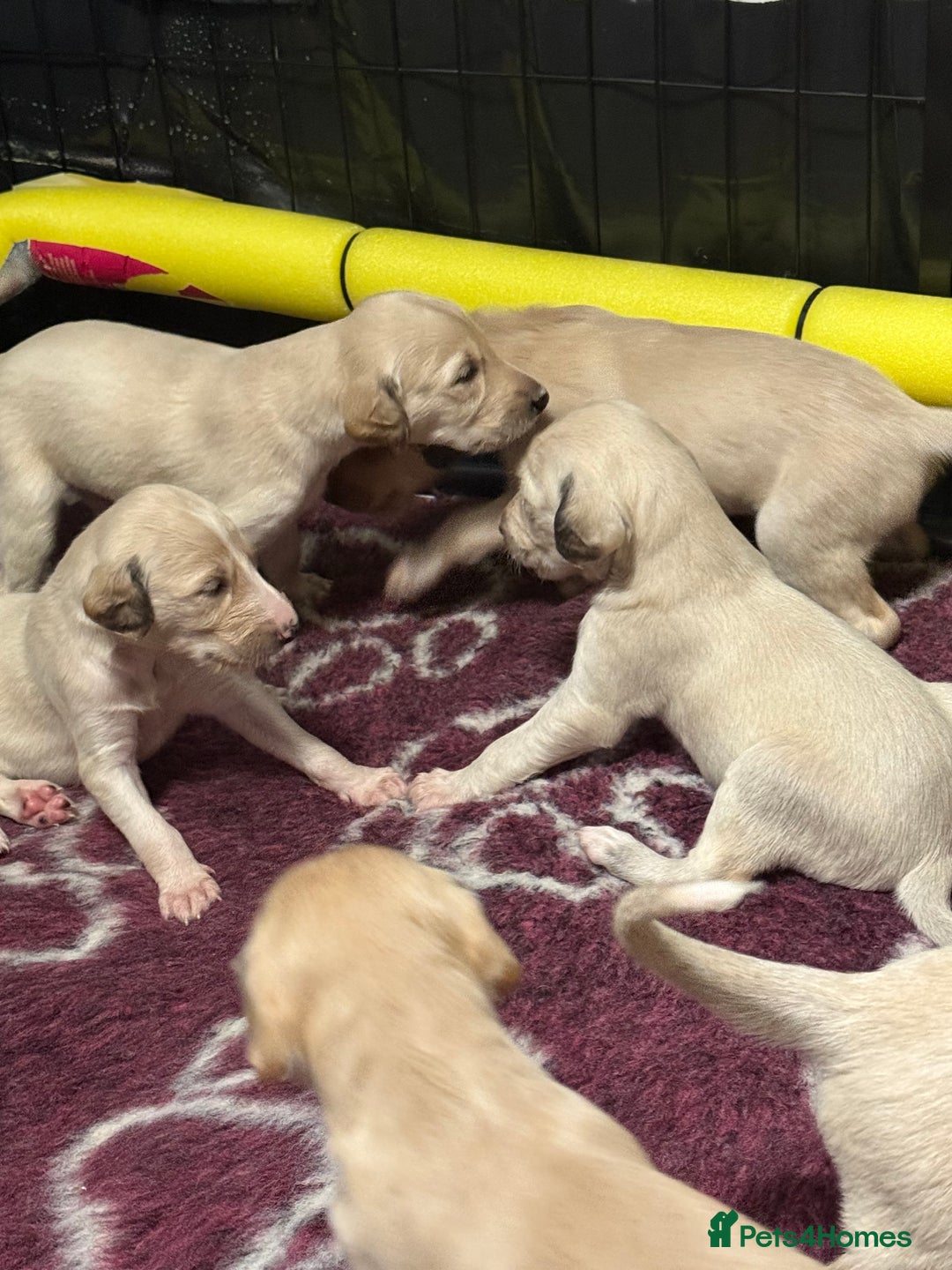 Saluki dogs for sale: Beautiful Saluki (new updated photos)  - Image 8