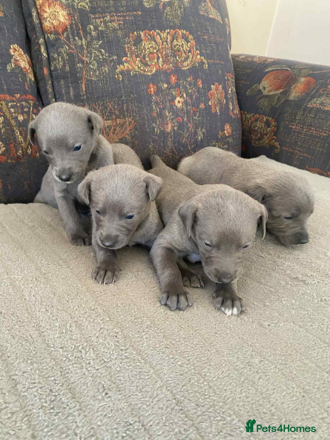 Whippet dogs for sale: 4 beautiful whippet puppies - Advert 11