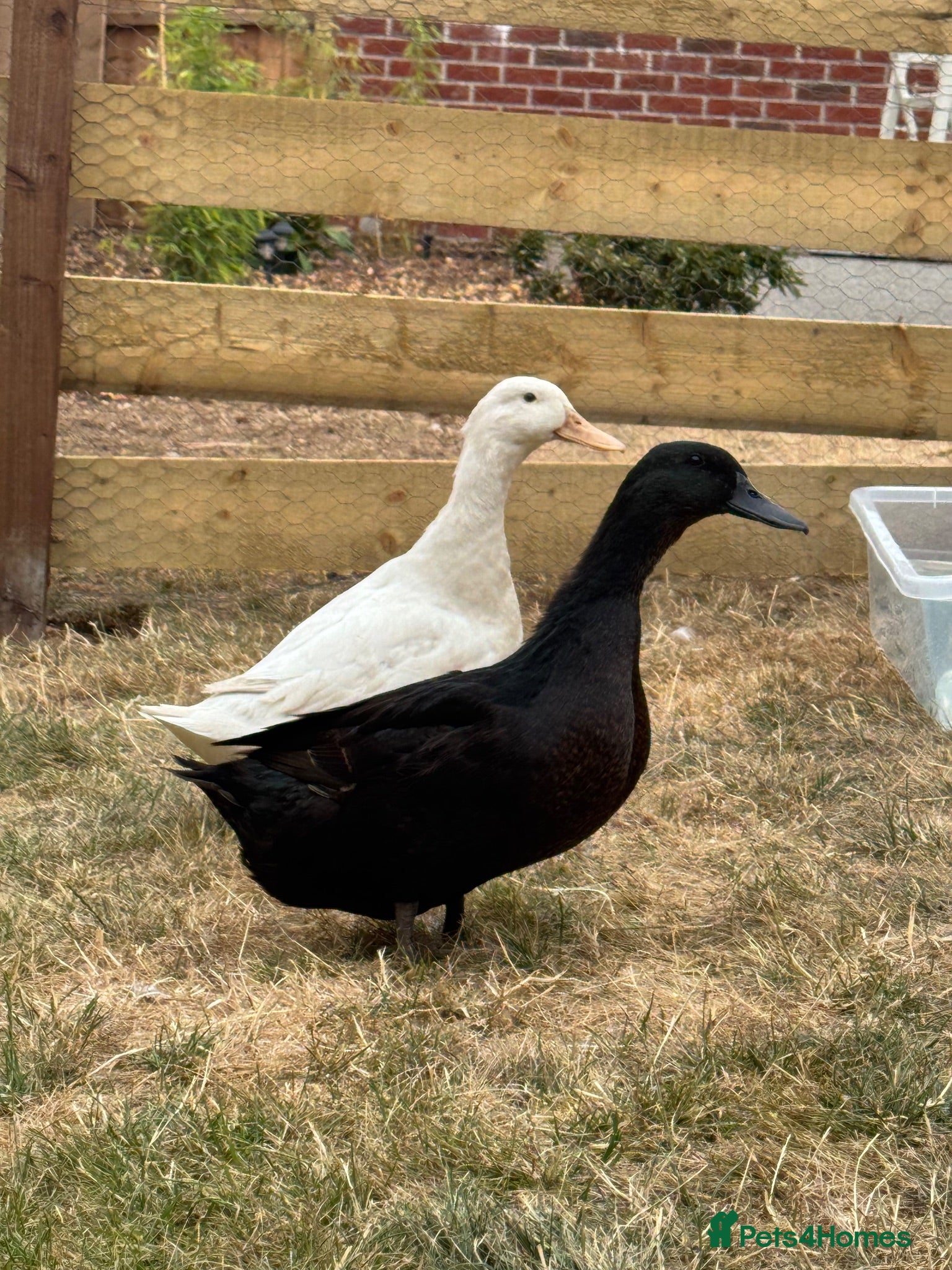 Ducks poultry X2 female ducks  - Advert 2