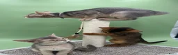 Abyssinian cats for sale: Three Abyssinian sisters looking for a new home - Advert 7