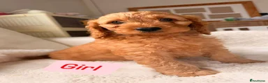 Cockapoo Puppy 4