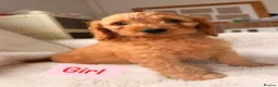 Cockapoo dogs for sale: F1 Golden Cockapoo Puppies  - Advert 4