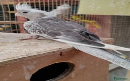 Cockatiels birds for sale: Young aviary bred Cockatiels  - Image 9